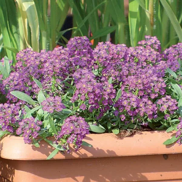 Duftsteinrich ‚Violet Honey‘