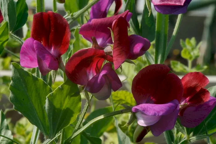 Duftwicke, starkduftend, Lathyrus matucana