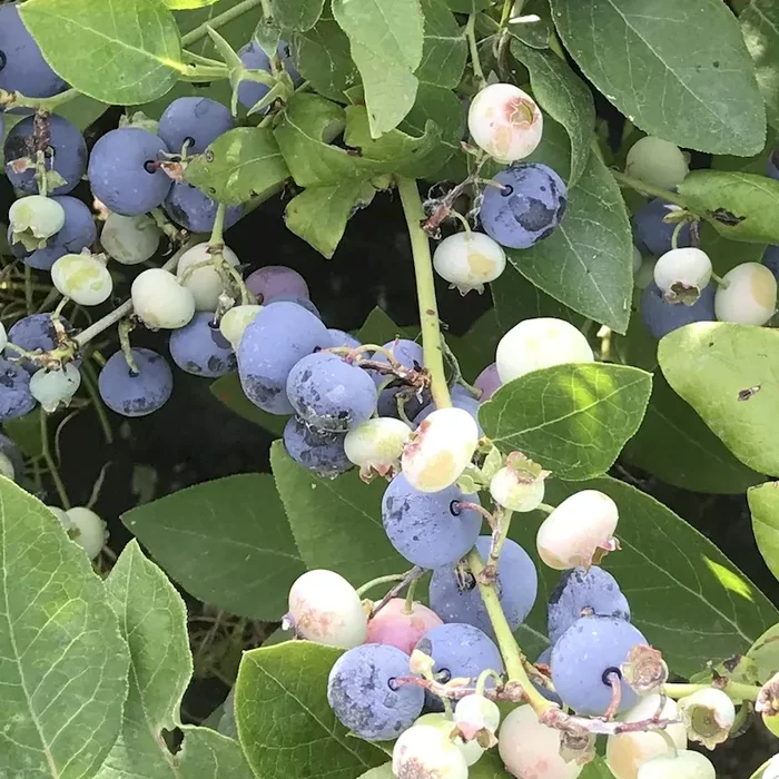 Duke – Blaubeere Heidelbeere Vaccinium corymbosum