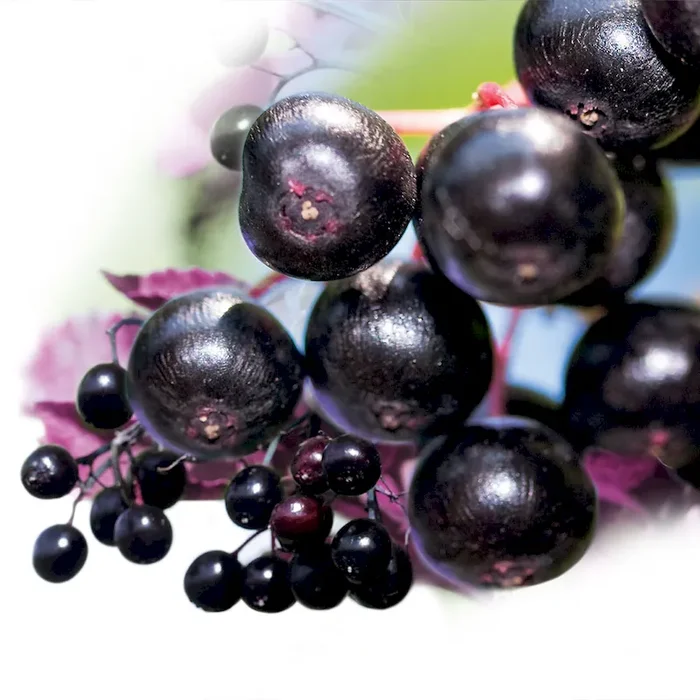 Dunkelroter Duft-Holunder ‚Red Holy‘ Sambucus nigra ‚Thundercloud‘ – Bestellnummer 3357771
