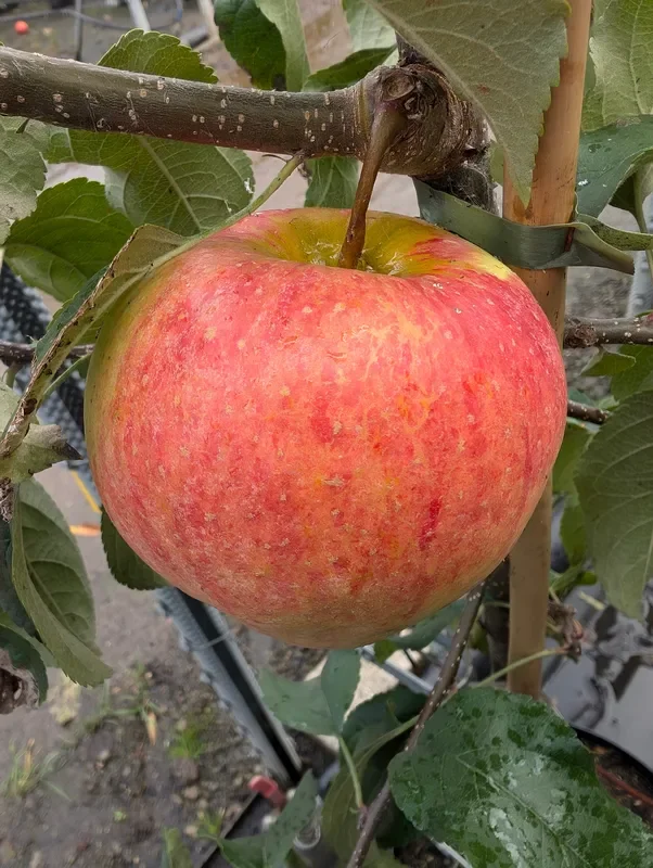 Duo-Apfel Korbiniansapfel mit Goldparmäne, zwei Sorten auf einem Stamm