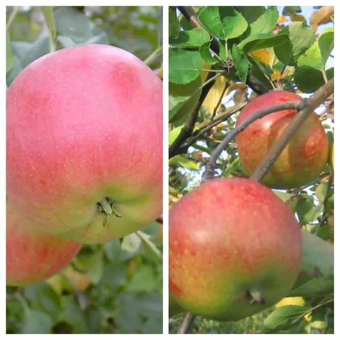 Duo Apfelbaum aus Roter Gravensteiner Nela (S) Rubinola (S) und Topaz (S) M7