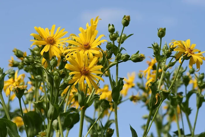 Durchwachsene Silphie (Bio-Saatgut), Silphium perfoliatum