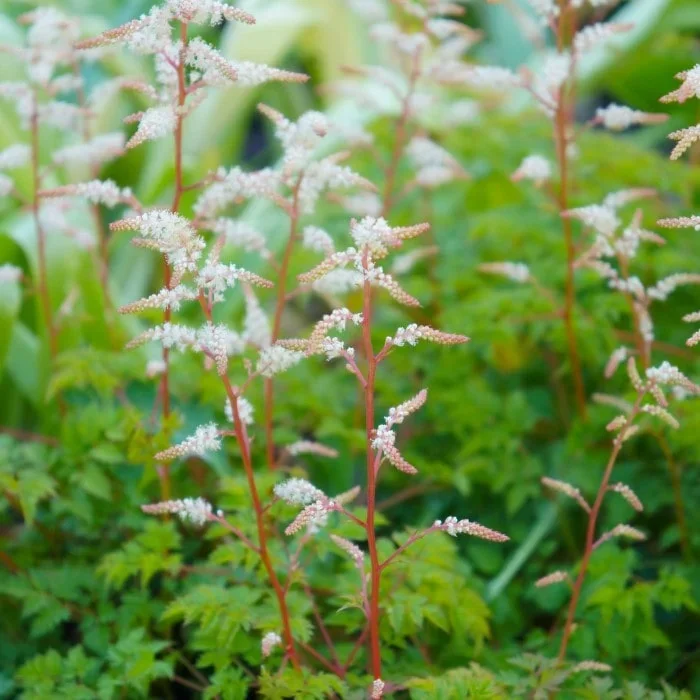 Dwarf Goat’s Beard