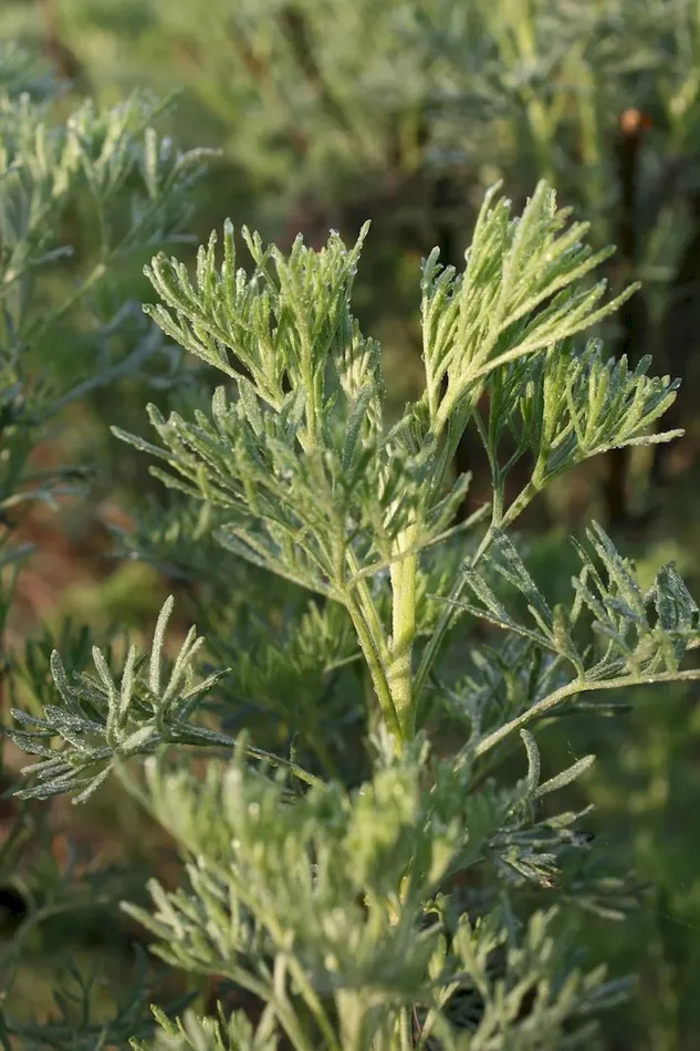 Eberraute, Artemisia abrotanum