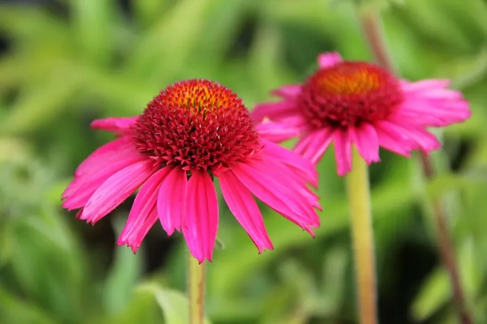 Echinacea ‚Delicious Candy‘ ® (Scheinsonnenhut)