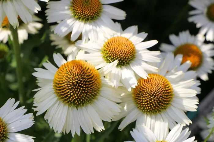 Echinacea ‚Meditation White‘ ® (Scheinsonnenhut)
