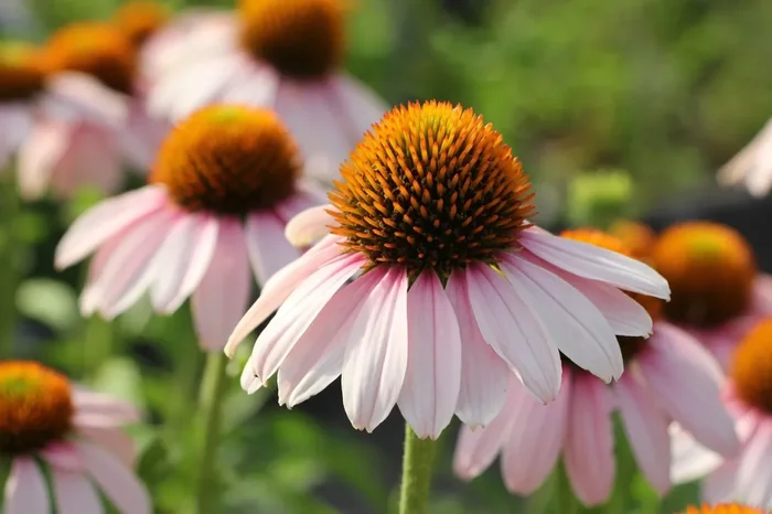 Echinacea ‚Pink Skipper‘ ® (Scheinsonnenhut)