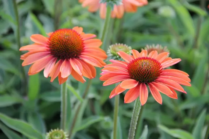 Echinacea ‚Prima Ginger‘ (Scheinsonnenhut)