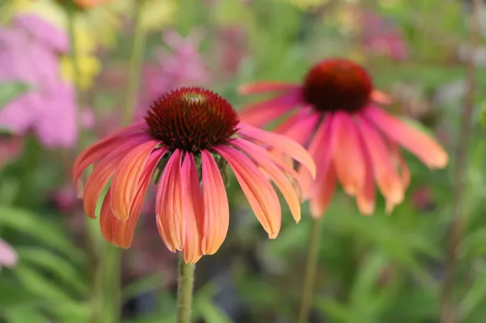 Echinacea ‚Rainbow Marcella‘ ® (Scheinsonnenhut)