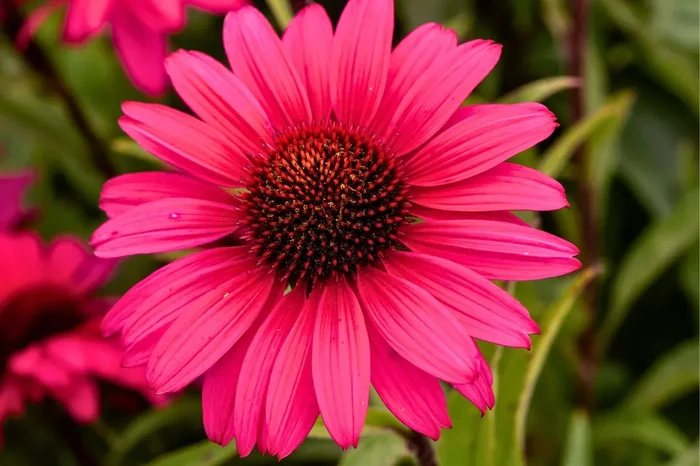 Echinacea ‚Sensation Wild Romance‘ ® (Scheinsonnenhut)