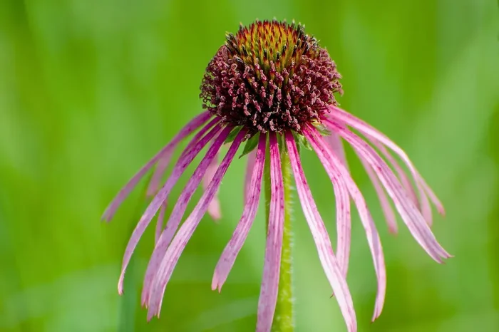 Echinacea pallida (Scheinsonnenhut)