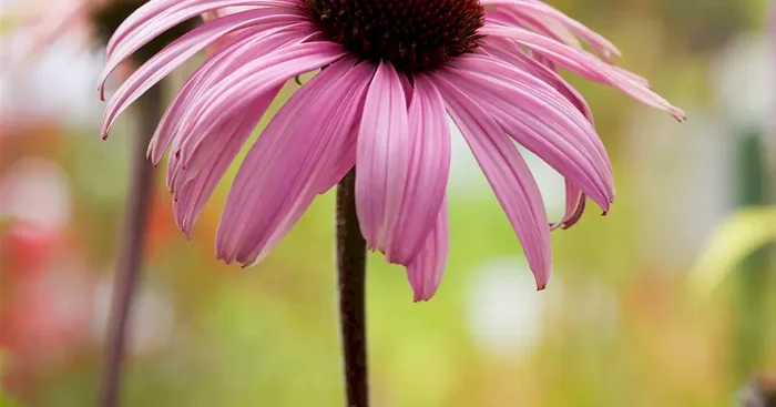 Echinacea purpurea ‚Augustkönigin‘