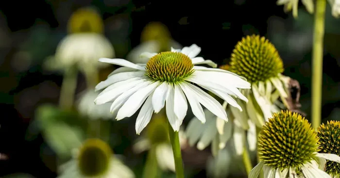 Echinacea purpurea ‚Happy Star‘