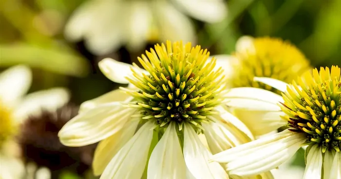 Echinacea purpurea ‚Mellow Yellows‘
