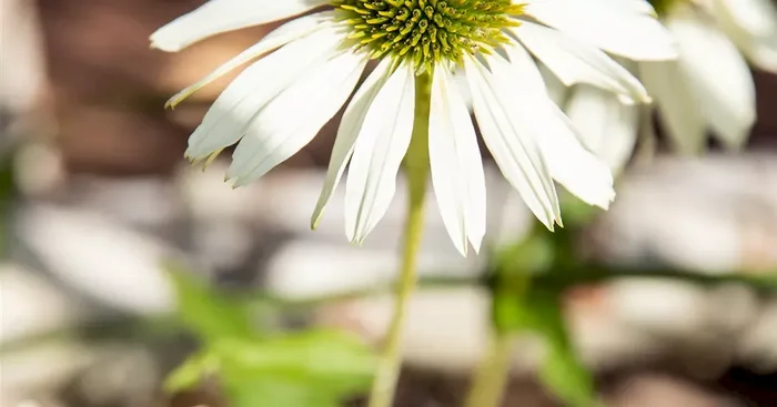 Echinacea sunmagic white