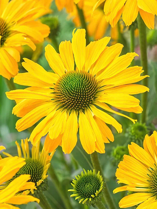 Echinacea Yellow Passion (Sonnenhüte)