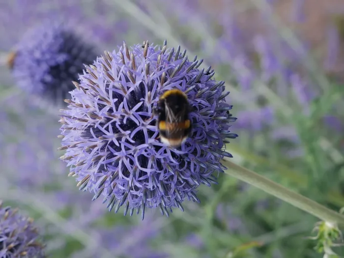 Echinops ritro (Kugeldistel)