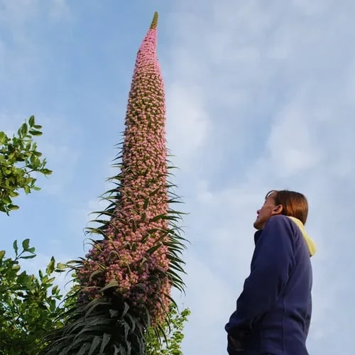 Echium ‚Pink Fountain‘