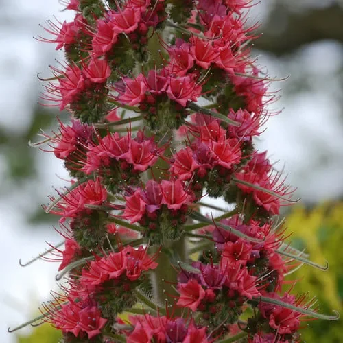 Echium ‚Red Rocket‘ (X Wildpretii)