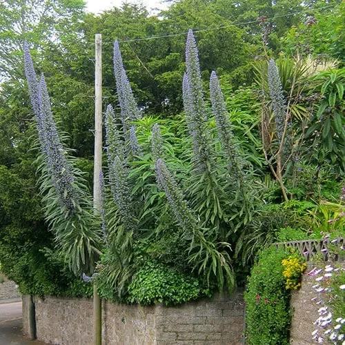 Echium Pininana ‚Blue Steeple‘
