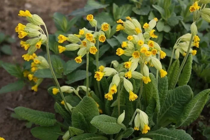 Echte Schlüsselblume (Bio-Saatgut), Primula veris