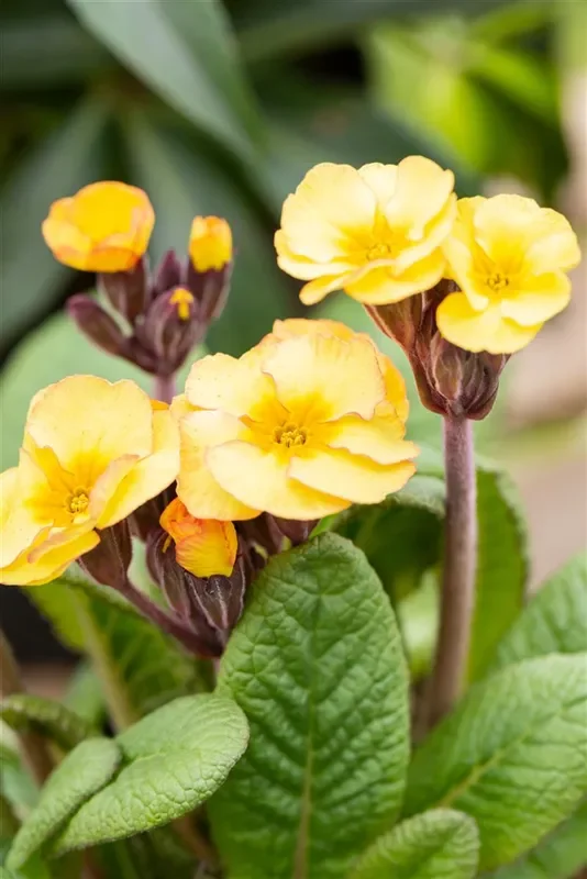 Echte Schlüsselblume