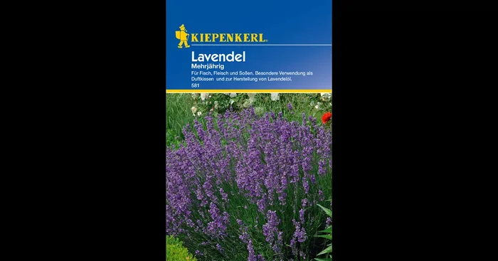 Echter Lavendel