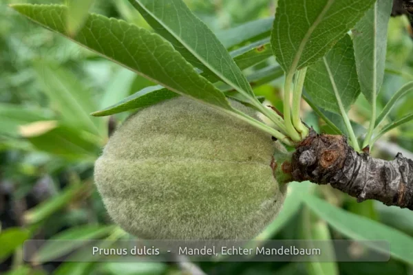Echter Mandelbaum, Prunus dulcis, Pflanze