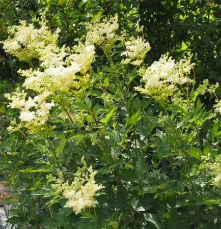 Echtes Mädesüß (Filipendula ulmaria) „Bio“