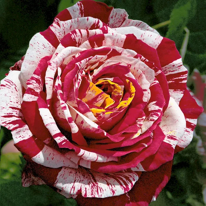 Edel-Rose ‚Best Impression®‘ Rosa Hybrid – Bestellnummer 2200308