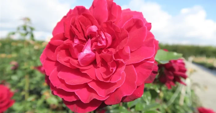Edelrose ‚Bellevue’®