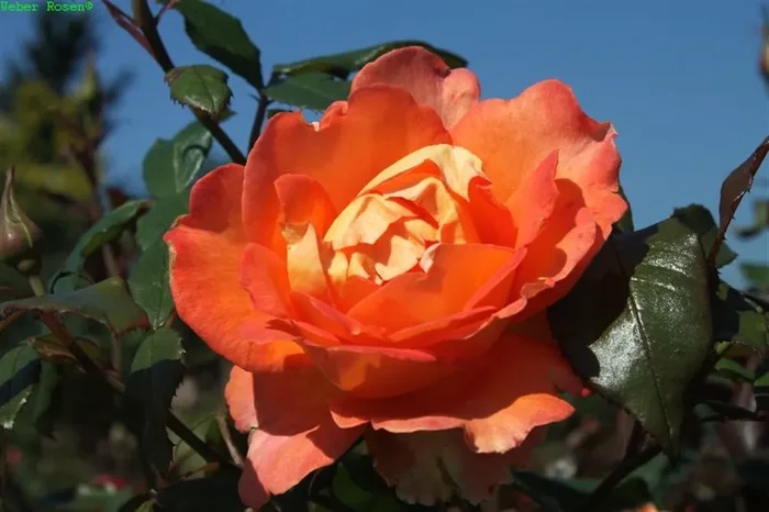 Edelrose ‚Fairest Cape‘