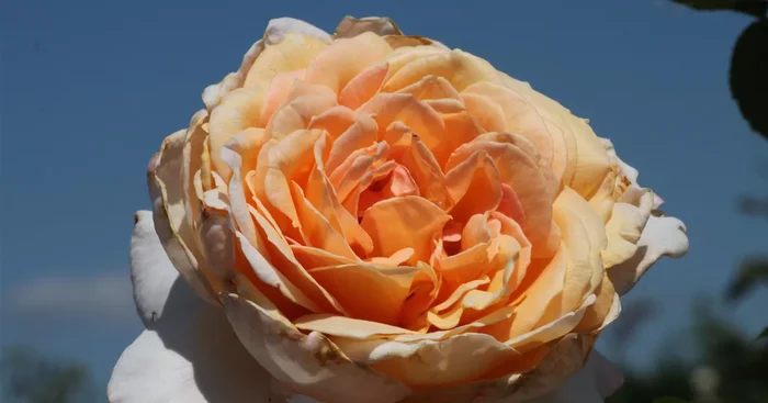 Edelrose ‚Großherzogin Luise’®