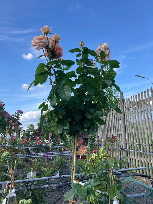Edelrose Rosa ‚Tropicana‘ Hochstamm