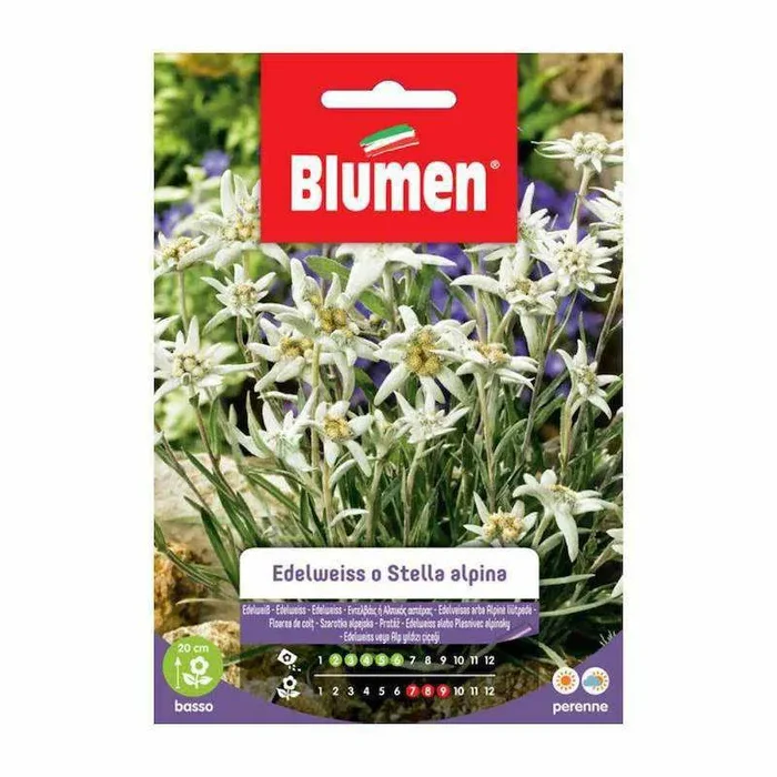 Edelweiss oder Edelweiss-Samen im Umschlag