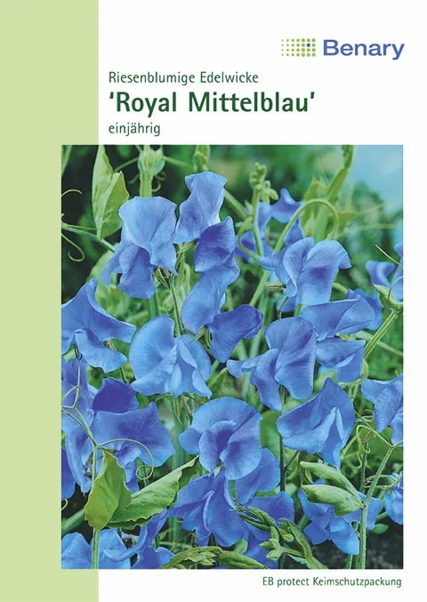 Edelwicke Royal Mittelblau