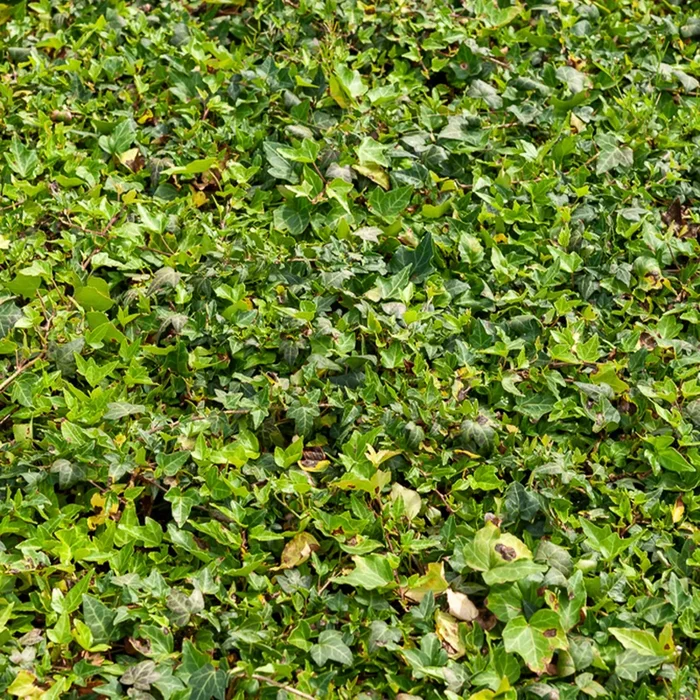 Efeu Shamrock