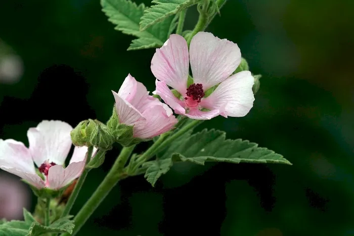 Eibisch, rosa (Saatgut), Althaea officinalis ‚Rosea‘