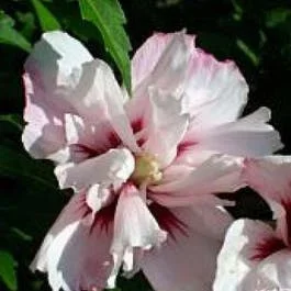 Eibischstrauch (Hibiscus syriacus ‚Leopoldii‘)