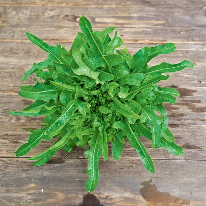 Eichblattsalat Cerbiatta Bio-Gemüse-Samen
