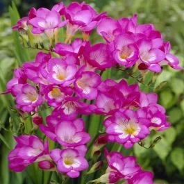 Einfache Freesien rosa x 20