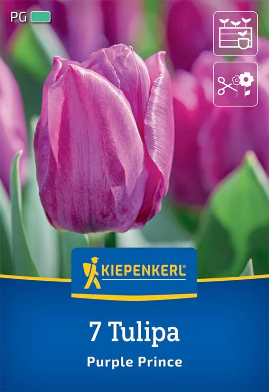Einfache Frühe Tulpe Purple Prince (7 Stück)