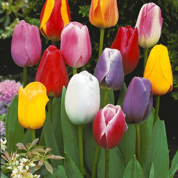 Einfache Späte Tulpen Mischung (x20)