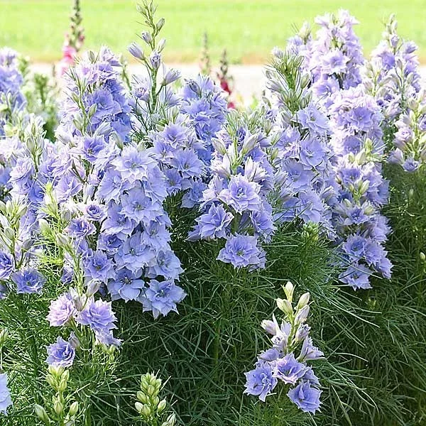Einjähriger Rittersporn ‚Blue Bell‘