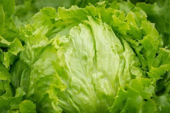 Eisbergsalat „Saladin“