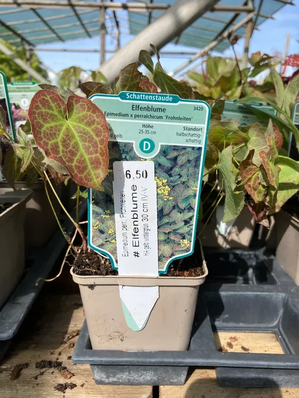 Elfenblume ‚Frohnleiten‘