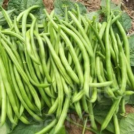 Elmoro – Filetbohne (Buschbohne)