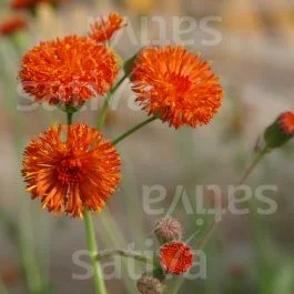 Emilia ‚Scarlet Magic‘ – Einjährige Blume
