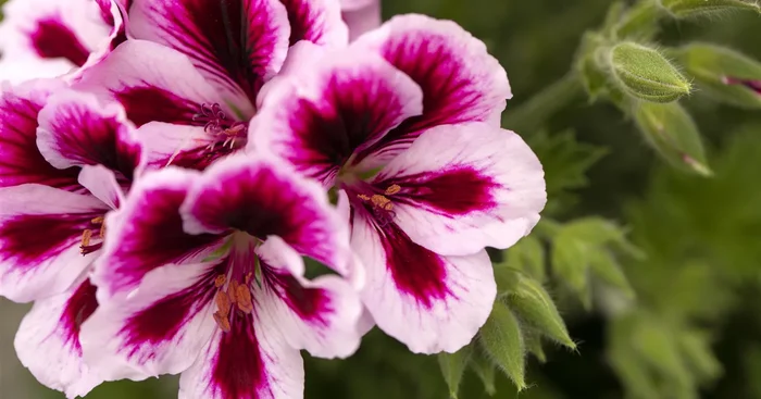 Englische Edelgeranie ‚Bicolor‘, im Topf 12 cm
